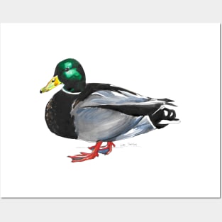 Mallard Duck - Male Posters and Art